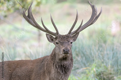 Face to face with a majestic Red deer male  Cervus elaphus 