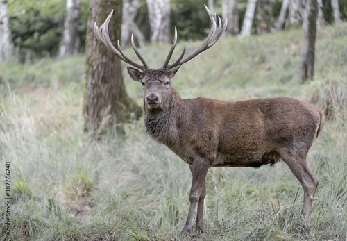 Isolated Red deer male in the woodland (Cervus elaphus)