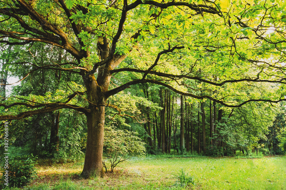Fototapeta Green Oak Tree in Summer Park Forest. Spring Nature Landscape
