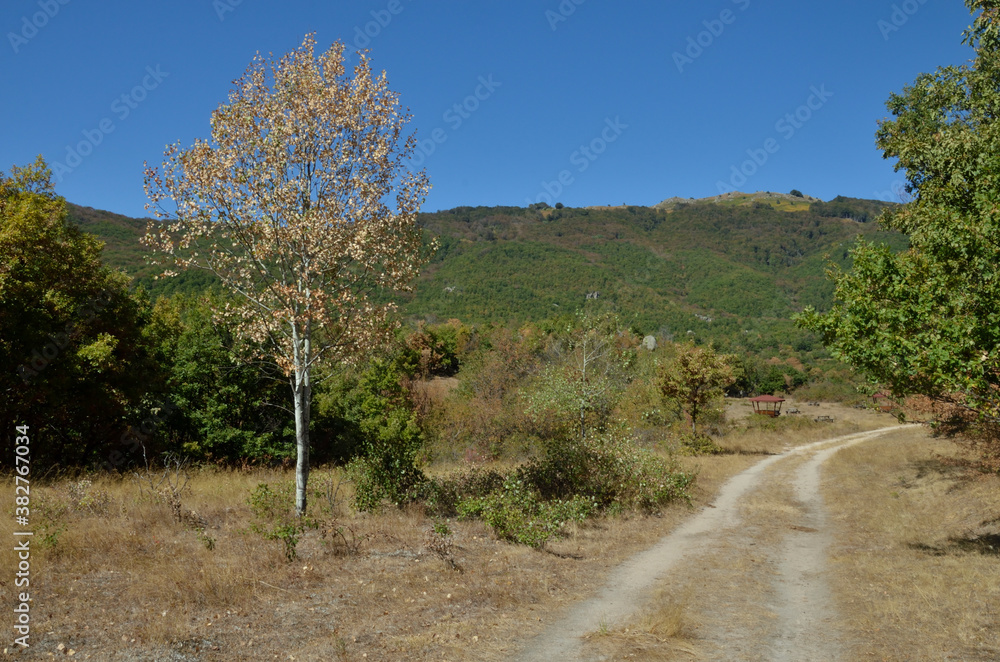Fototapeta premium road tree