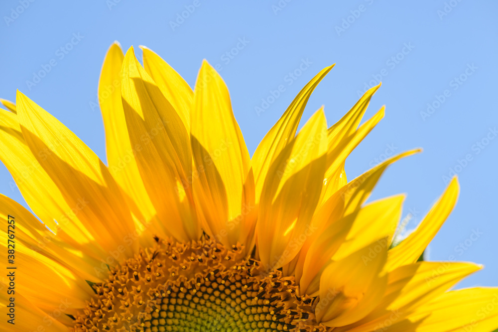 Naklejka premium part of sunflower flower back illuminated against blue sky