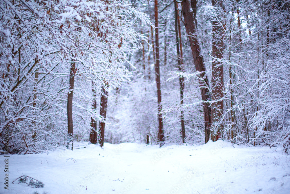 A path through a snow-covered forest with footprints in the snow. Graphic bare branches of the trees in white forest. Winter landscape A path through a snow-covered forest with footprints in the snow. Graphic bare branches of the trees in white forest. Winter landscape