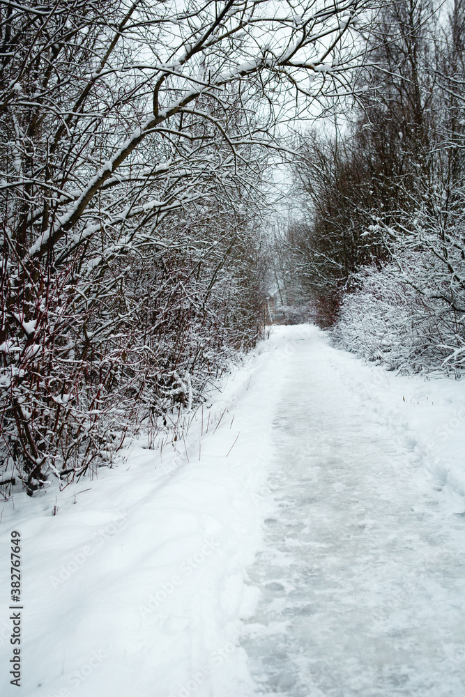 A path through a snow-covered forest with footprints in the snow. Graphic bare branches of the trees in white forest. Winter landscape A path through a snow-covered forest with footprints in the snow. Graphic bare branches of the trees in white forest. Winter landscape