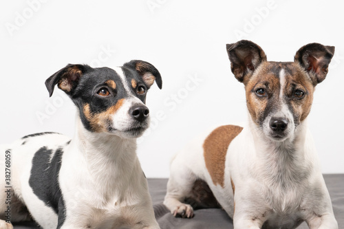 Fototapeta Naklejka Na Ścianę i Meble -  Two cheerful Jack Russell Terriers posing in a studio, in full length, on a gray blanket