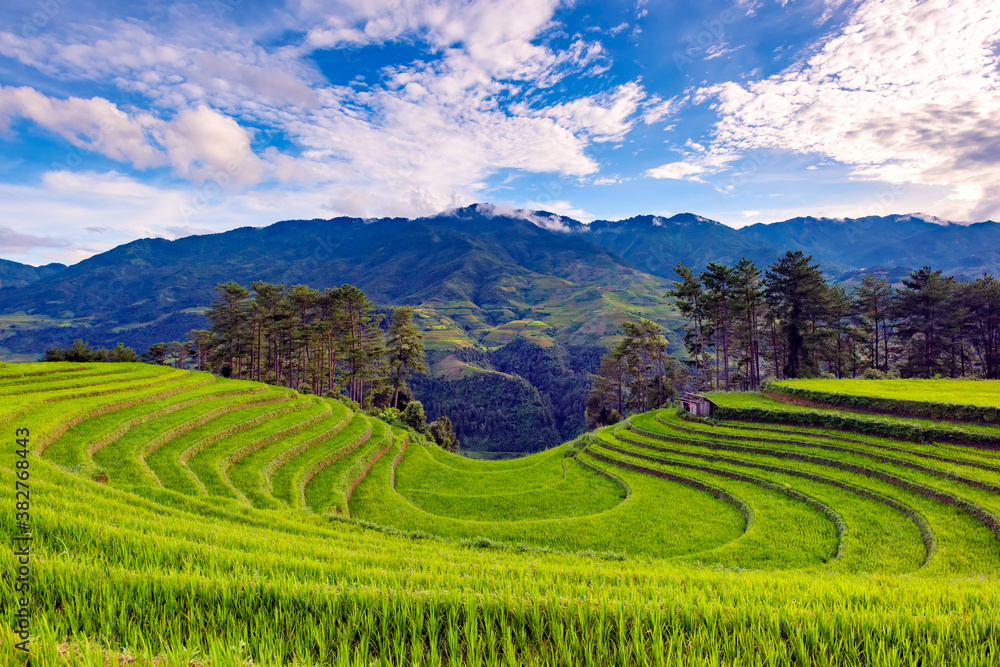 Terraced rice paddy in Mu Cang Chai district, Lao Cai province, Vietnam.
