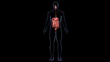 Human Digestive system organs and functions.3D