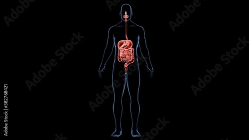 Human Digestive system organs and functions.3D