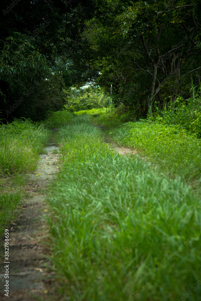 Obraz premium 小径 森林 緑