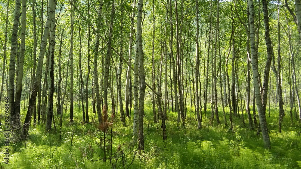 Naklejka premium forest