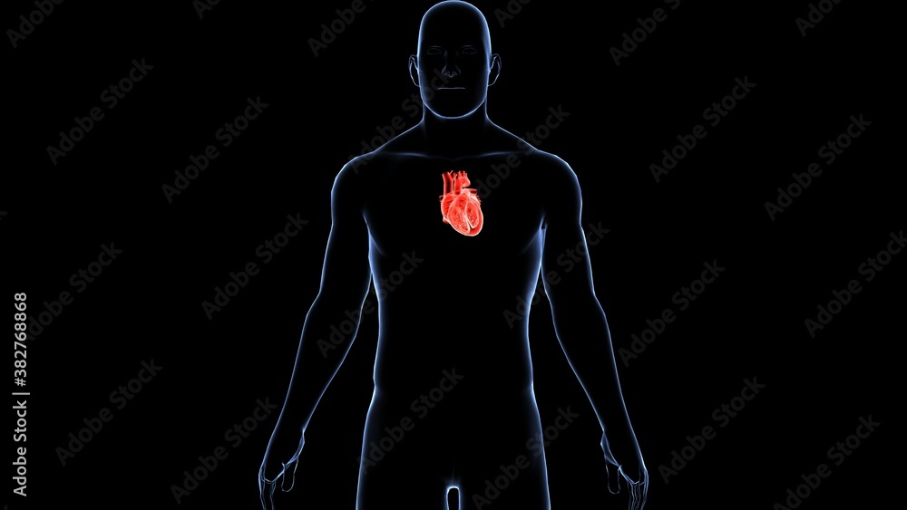Human heart and anatomy physiology.3D Human heart and anatomy physiology.3D