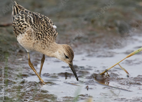 Young  ruff  looking for food on shallow