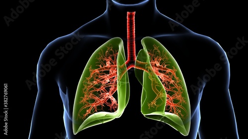 human lungs anatomy and physiology.3D