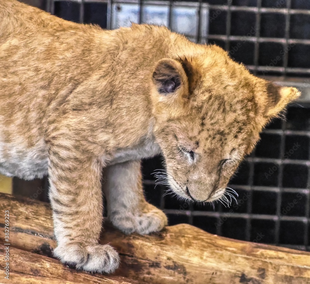 Fototapeta premium African Lion Cub