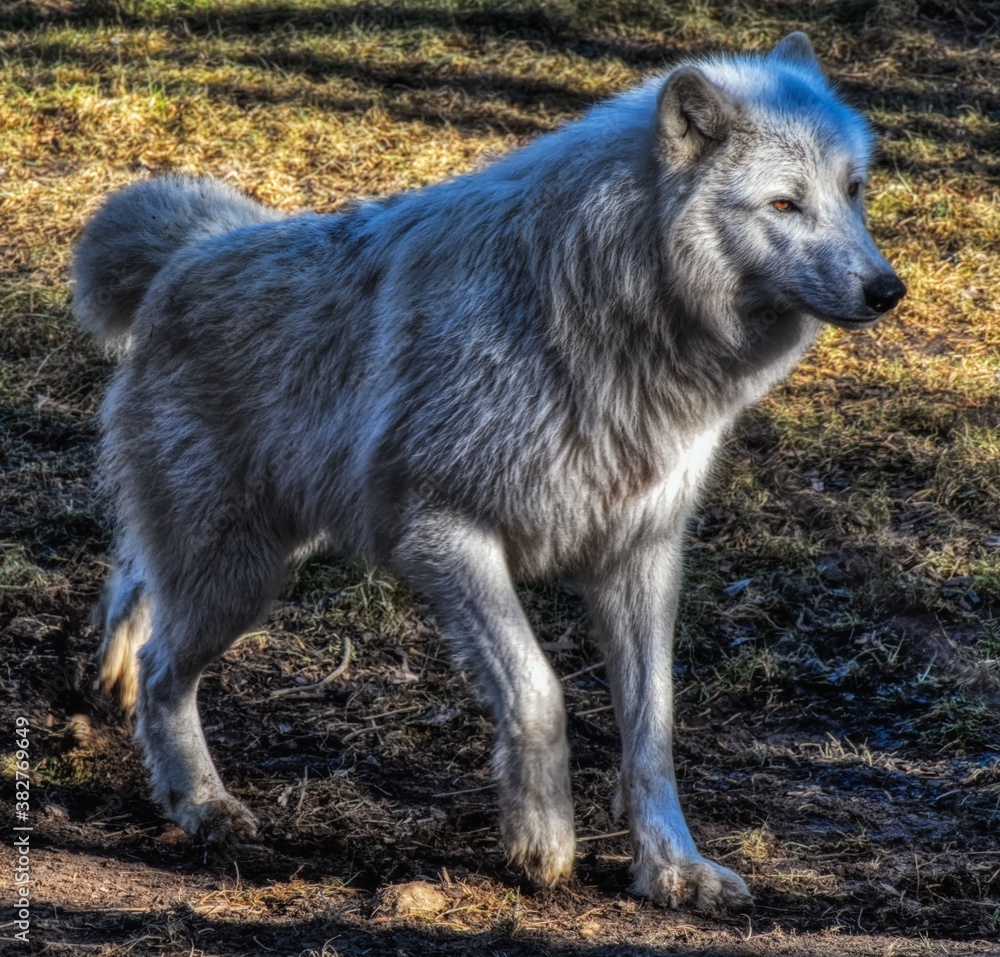 Fototapeta premium Arctic Wolf