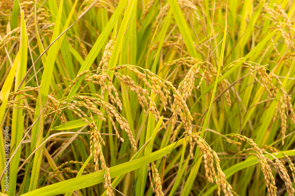 Rice plants in the paddy in Japan just before harvest Rice plants in the paddy in Japan just before harvest