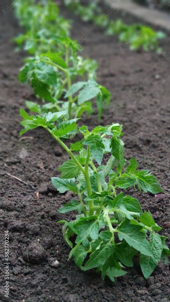 Green seedling of tomatoes growing out of soil in vegetable garden, green farm concept, selective focus Green seedling of tomatoes growing out of soil in vegetable garden, green farm concept, selective focus