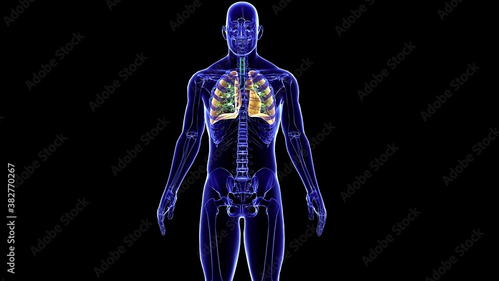 human lungs anatomy and physiology.3D human lungs anatomy and physiology.3D
