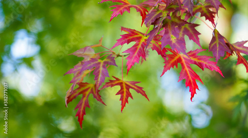 Acer branch. Colorful multicolored leaves on maple tree, panoramic view of the autumn park
