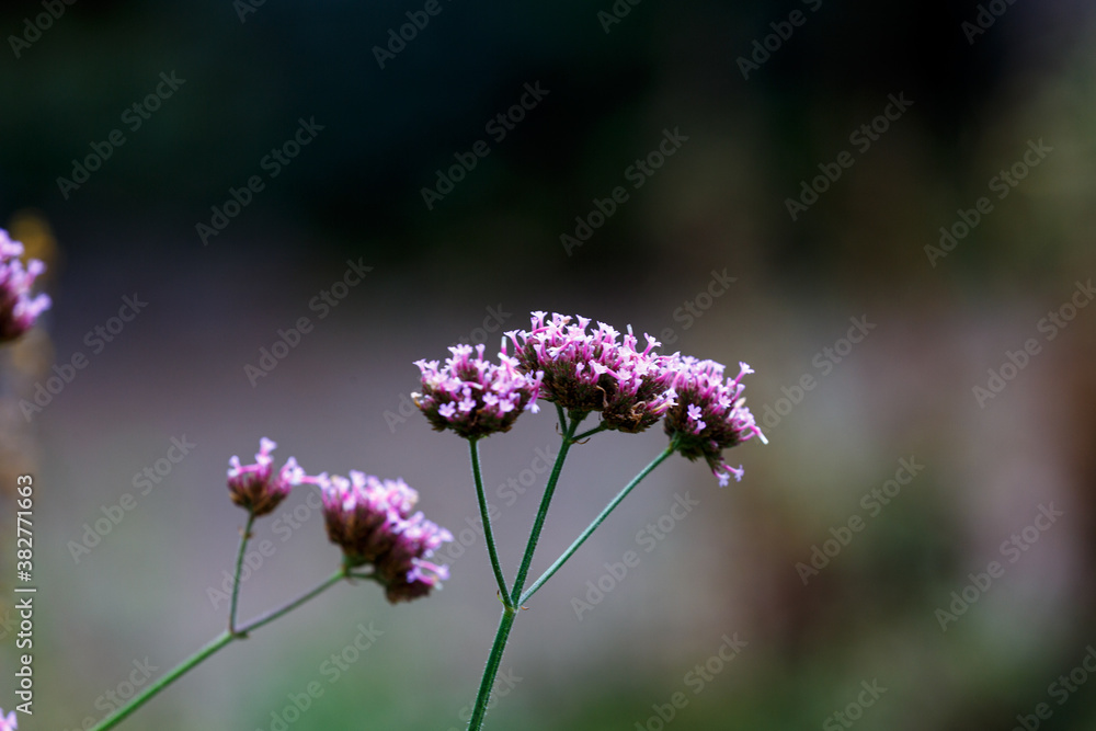 Obraz premium Blooming flower in the garden