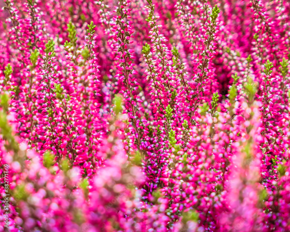 Fototapeta premium heather pink flowers closeup, natural seamless pattern background