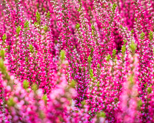 heather pink flowers closeup  natural seamless pattern background