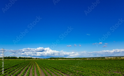 Panorama of a green field with young seedlings of agricultural crops.