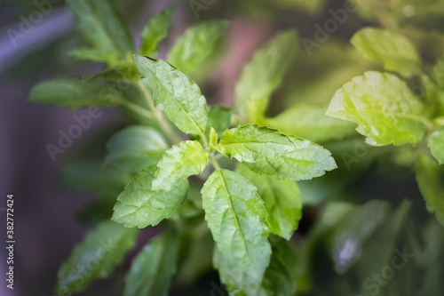 Holy basil in the organic farm.