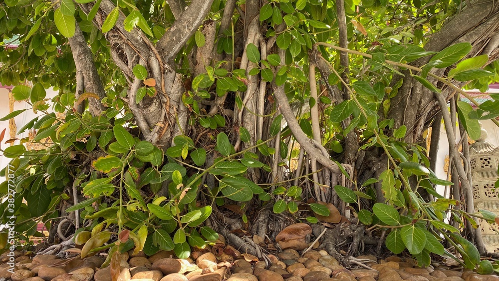 Old fig tree Old fig tree