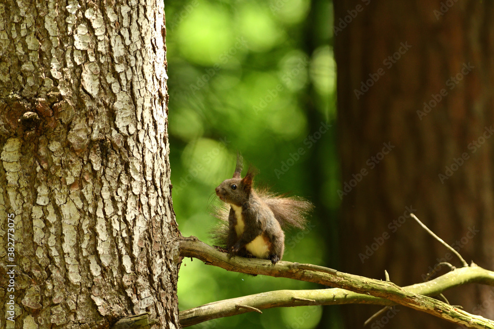 Eurasian red Squirrel lurking on the branch tree Eurasian red Squirrel lurking on the branch tree