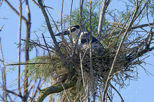 breeding night heron / brütender Nachtreiher (Nycticorax nycticorax) photo