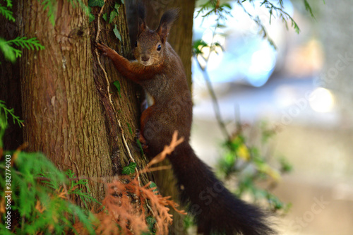 Eurasian red Squirrel lurking on the branch tree 