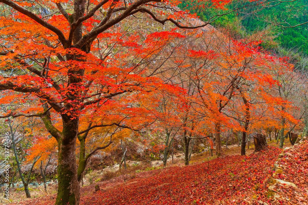 紅葉の吉野、奥千本