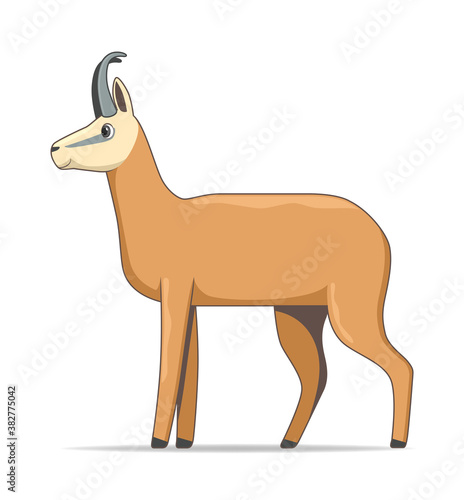 Chamois animal standing on a white background