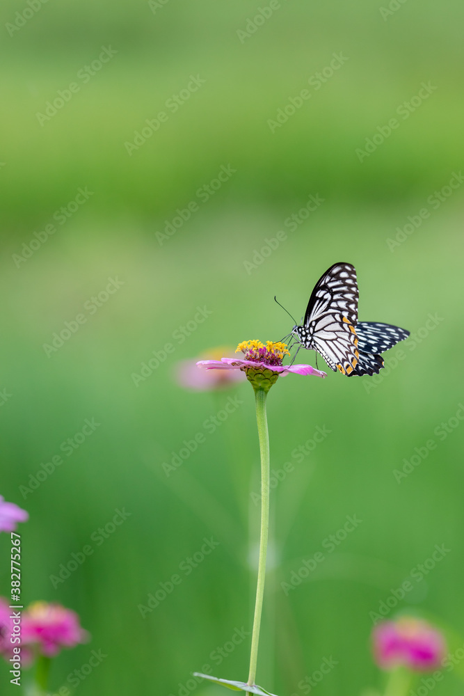 Obraz premium Wild flowers and butterfly in a meadow in nature in the rays of sunlight in Rainy season picturesque colorful artistic image with a soft focus