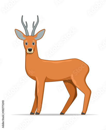 Roe deer standing on a white background