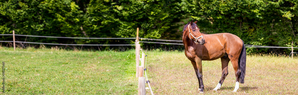 brown and white horse inside fence, panorama brown and white horse inside fence, panorama