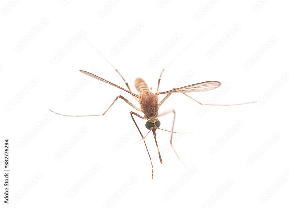 Mosquito isolated on white background Mosquito isolated on white background