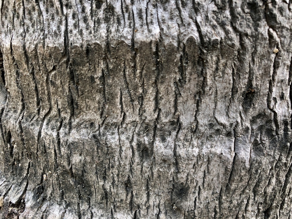 Texture in the bark of a coconut tree. Closeup of texture designs in the aged coconut tree bark. Texture in the bark of a coconut tree. Closeup of texture designs in the aged coconut tree bark.