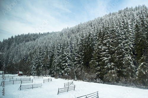 Winter landscape with forest, snow and fence. Winter landscape in the mountains with tree full of snow © Codrin Rusu