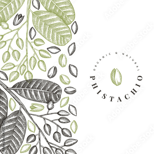Hand drawn phistachio branch and kernels design template. Organic food vector illustration on white background. Vintage nut illustration. Engraved style botanical banner.