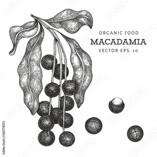 Hand drawn macadamia branch and kernels. Organic food vector illustration on white background. Retro nut illustration. Engraved style botanical picture.