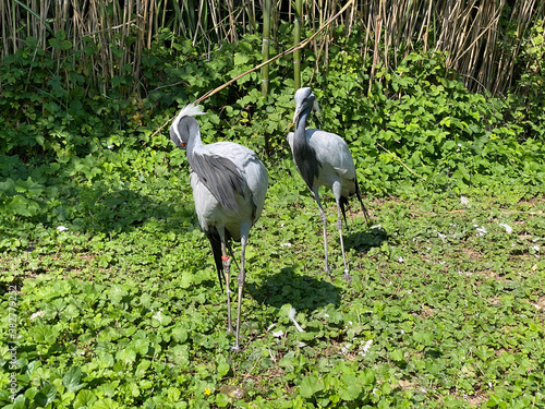 Demoiselle crane (Grus virgo, syn. Anthropoides virgo), Der Jungfernkranich, Grue demoiselle, Grulla Damisela, Damigella della Numidia or Ždral krunaš ili Mali ždral - Zürich Zoo, Switzerland photo