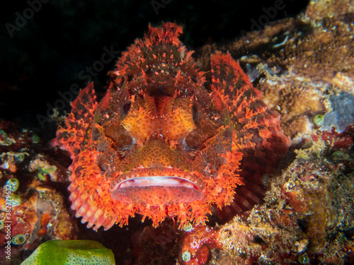 Bearded scorpionfish (Scorpaenopsis barbata) near Anilao, Batangas, Philippines.  Underwater photography and marine life/