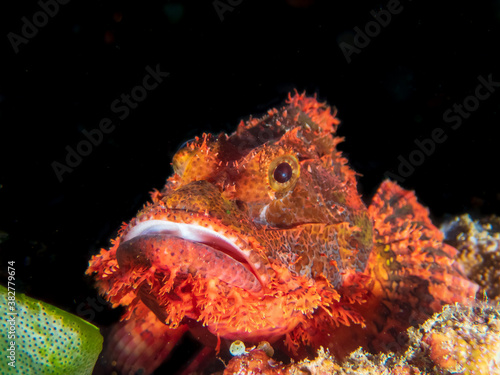 Fotografie Bearded scorpionfish (Scorpaenopsis barbata) near Anilao, Batangas, Philippines