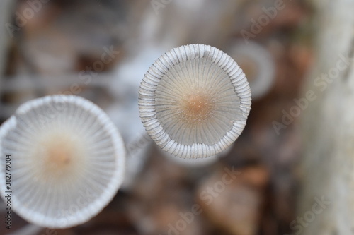 mushrooms on a tree