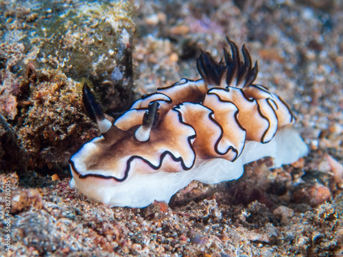 Dark Margin Glossodoris nudibranch or seaslug (Doriprismatica atromarginata) near Anilao, Batangas, Philippines.  Underwater photography and sealife. photo