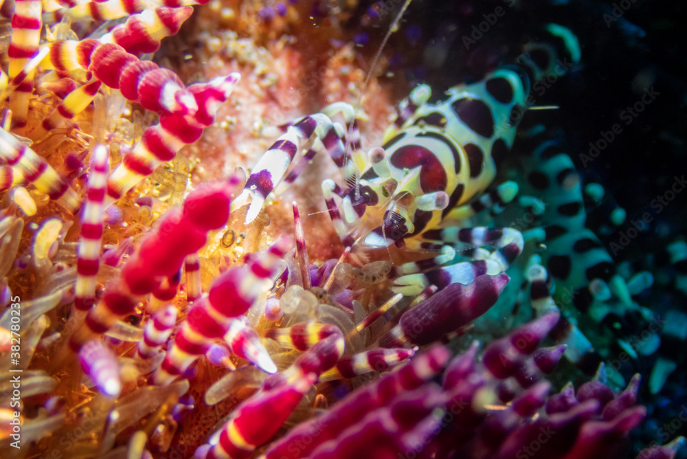 Coleman’s Urchin Shrimp (Periclimenes colemani) inside sea urchin near Anilao, Batangas, Philippines. Underwater photography and sealife. Coleman’s Urchin Shrimp (Periclimenes colemani) inside sea urchin near Anilao, Batangas, Philippines. Underwater photography and sealife.