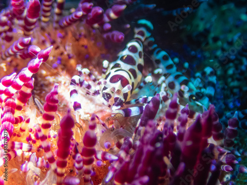 Coleman’s Urchin Shrimp (Periclimenes colemani) inside sea urchin near Anilao, Batangas, Philippines. Underwater photography and sealife.