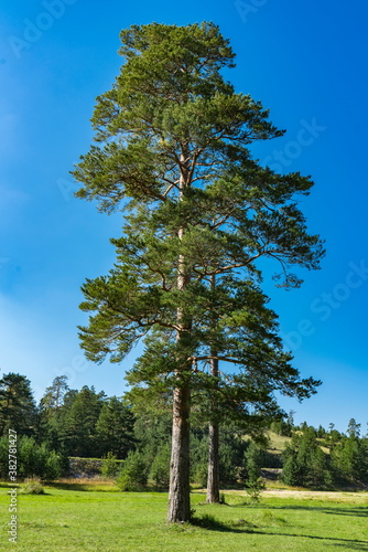 Evergreen trees on the Zlat...