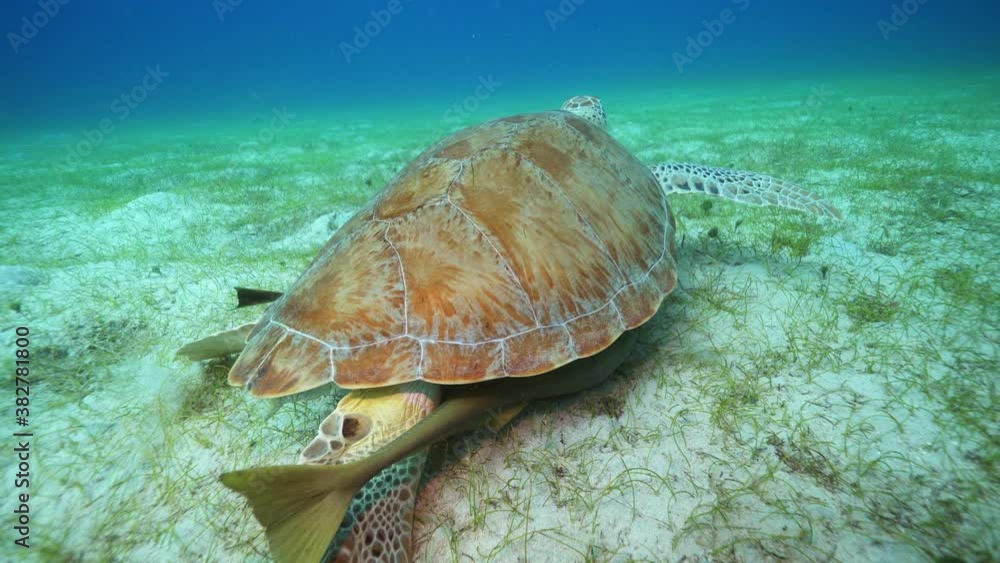 Underwater, pov, a sea turtle and two fish on the ocean floor, Virgin Islands, USA Underwater, pov, a sea turtle and two fish on the ocean floor, Virgin Islands, USA